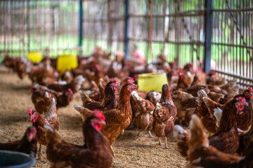 A chicken farm that raises chickens naturally.