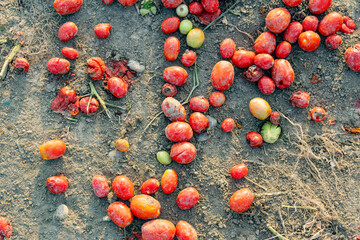 Visual representation of food loss showing spoiled red tomatoes abandoned on dry soil under the bright sun of a farm