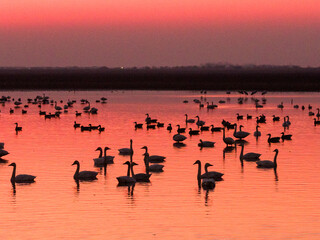 Swans on the lake at sunset