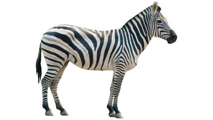 zebra on transparent background © Muhammad