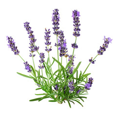 Naklejka premium Fresh lavender plant with vibrant purple flowers and green foliage isolated on white background