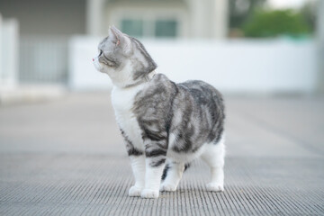 Full body side view of a cute chubby grey tabby cat standing outdoors
