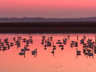 Swans on the lake at sunset