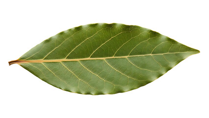 Obraz premium Green leaf with visible veins and stem isolated on transparent background