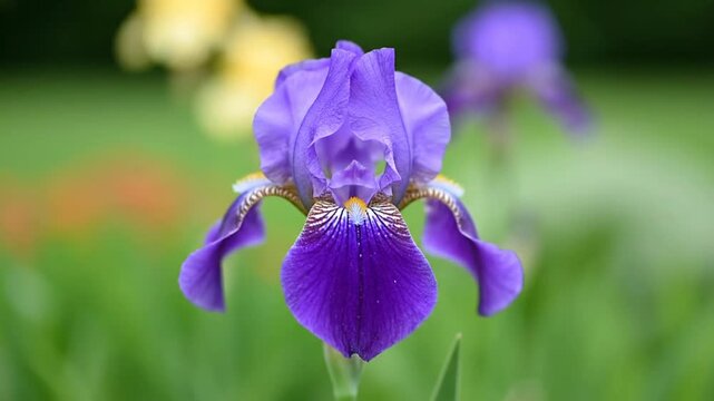 Vibrant purple iris flower in bloom.