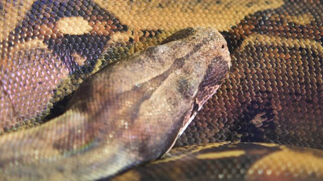 Large snake rests on a surface in its habitat