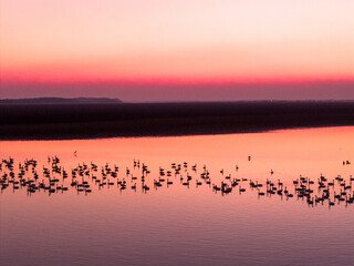 Swans on the lake at sunset