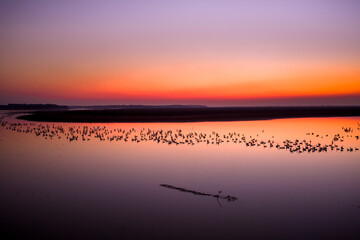 Swans on the lake at sunset