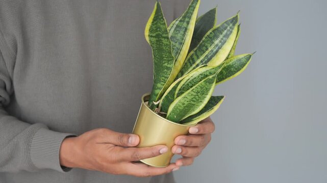 Holding a snake plant in a gold pot indoors
