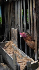 Domestic Chicken Gallus gallus domesticus Peeking from Bamboo Cage