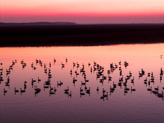 Swans on the lake at sunset