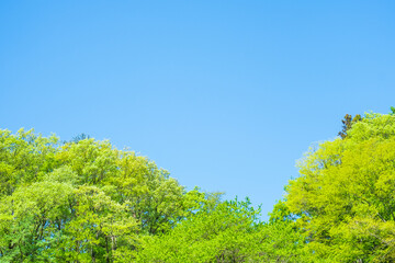 新緑　若葉　青空