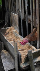 Domestic Chicken Gallus gallus domesticus Peeking from Bamboo Cage