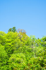 新緑　若葉　青空