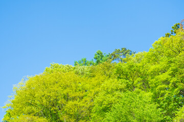 新緑　若葉　青空