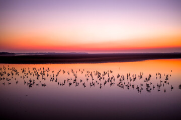 Swans on the lake at sunset
