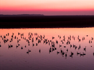 Swans on the lake at sunset
