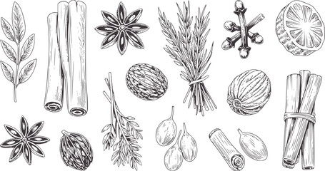 Black and hand drawn collection of various spices and herbs cinnamon star anise
