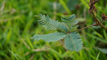Detail of Mimosa pudica Leaves on Thorny Stem