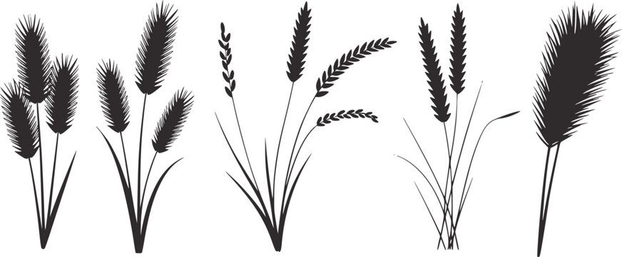 Black and silhouette of various grasses and seed heads botanical nature