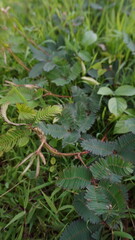 Wild Mimosa pudica Plant Growing Among Green Grass