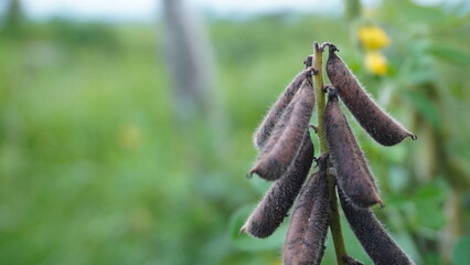 Dried Seed Pods of Crotalaria retusa Rattleweed Plant