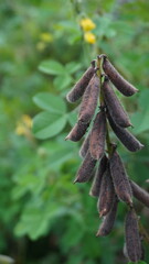 Dried Seed Pods of Crotalaria retusa Rattleweed Plant