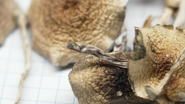 Entheogens - close-up of psilocybin mushrooms Golden Teacher