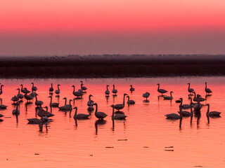 Swans on the lake at sunset