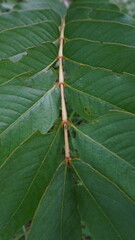 Green Leaves of Senna alata Candle Bush Plant Close Up