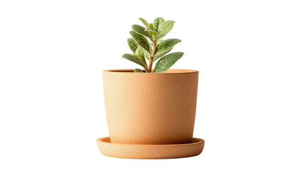Obraz premium Small green plant in orange pot with saucer on black background, side view