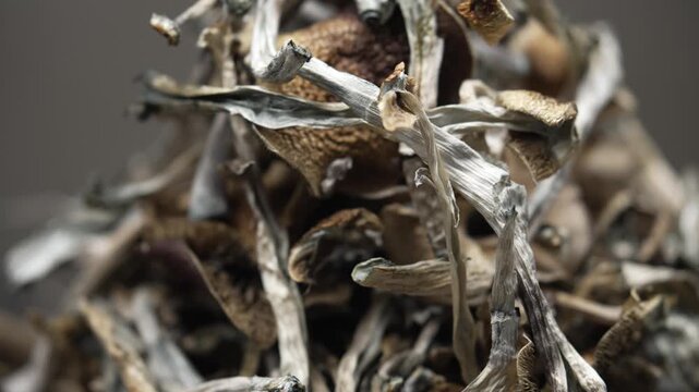 Psilocybin mushrooms Golden Teacher, close-up