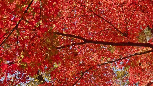 A dense, full-frame view of fiery red momiji maple leaves glowing in the autumn sun.