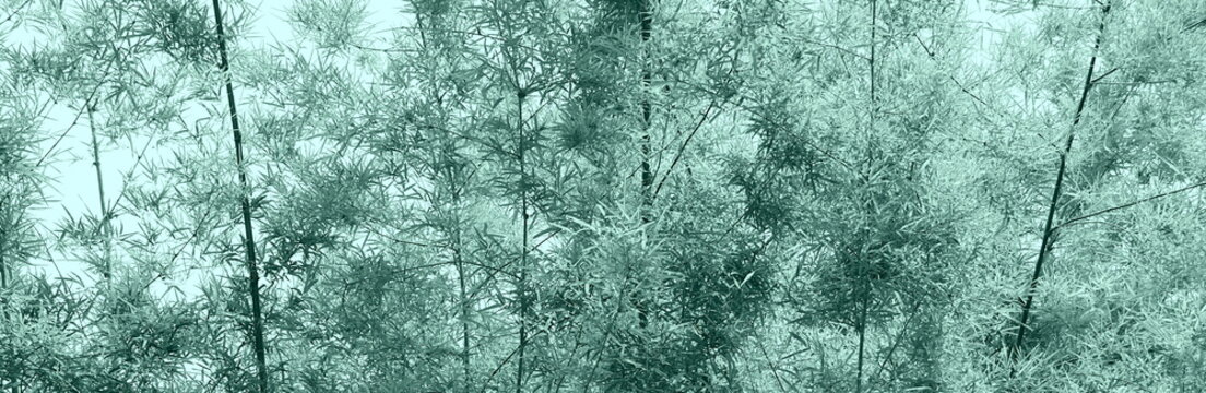 Bamboo grove in morning light and shade of serene springtime atmosphere.