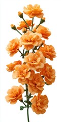 Vibrant Orange Carnations Blooming on a Green Stem Isolated on White Background Studio Shot