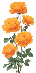 Vibrant Orange Roses With Green Leaves On White Background