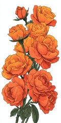 Vibrant Orange Roses With Green Leaves On White Background Isolated Floral Arrangement