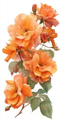 Watercolor Painting of Blooming Orange Roses with Green Leaves on White Background