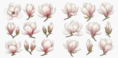 Set of beautiful watercolor magnolia flowers and buds in various stages of bloom, isolated on a transparent background. © Akun