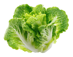Crisp head of light green napa cabbage with textured leaves on a dark background