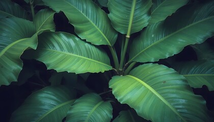 Obraz premium Lush green leaves in natural light