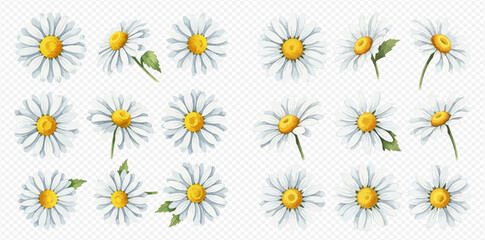 Set of beautiful watercolor daisy flowers with white petals and yellow centers, perfect for spring and summer designs. © Akun