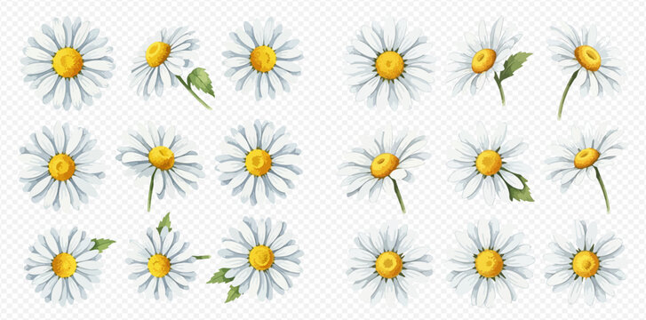 Set of beautiful watercolor daisy flowers with white petals and yellow centers, perfect for spring and summer designs.