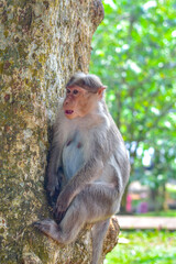 Fototapeta premium Sunlit macaque pauses on rough bark, alert and ready to leap in Periyar National Park, Thekkady, Kerala