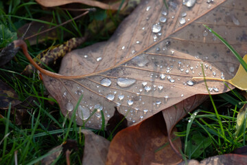 Macro Closeup Of Dewy Autumn Leaf On Grass With Water Droplets
