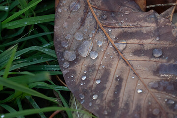 Closeup Of A Brown Dried Leaf With Water Droplets On Green Grass