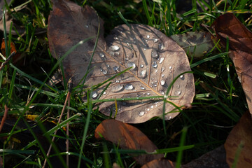 Closeup Of Dew Drops On Brown Autumn Leaf In Morning Light On Forest Floor
