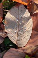 Close Up Of A Brown Autumn Leaf With Dew Drops On The Ground Of Fallen Leaves