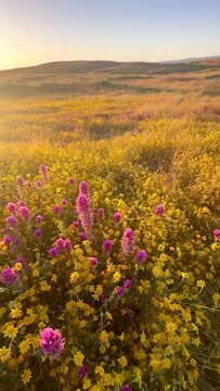 Panning shot of yellow goldfields and pink owl's clover in soft afternoon light, Carrizo Plain National Monument, California