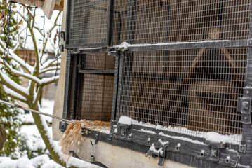 cleaning a pet cage in winter
